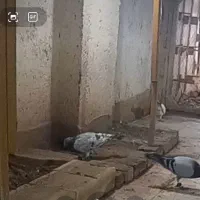 کبوتر