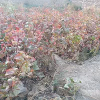 نهال پسته|خدمات باغبانی و درختکاری|شهرآباد, |دیوار