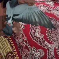 کبوتر دشتستان|پرنده|شبانکاره, |دیوار