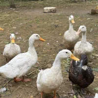 فروش اردک محلی سالم وتخم گذار