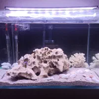 آکواریوم و ماهی|ماهی|ری, دیلمان|دیوار