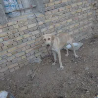 سگ سرابی اصیل|سگ|قیدار, |دیوار