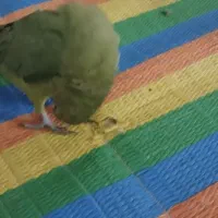 طوطی ملنگو|پرنده|بانه, |دیوار