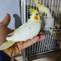 جوجه عروس هلندی لوتینو و آلبینو