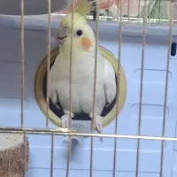 یک جفت عروس هلندی تازه جفت شده
