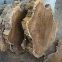 ریشه گردو