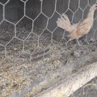 سلام،فروش یه عدد نیمچه خروس سبرایت بوف