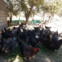 تخم مرغ نطفه دار گلپایگان و مرندی|حیوانات مزرعه|زنجان, |دیوار