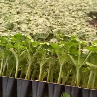 نشا6|گل و گیاه طبیعی|جیرفت, |دیوار