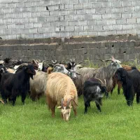 فروشنده و خری دار گوسفند،بره،گوساله،گاو|حیوانات مزرعه|تهران, تهرانپارس غربی|دیوار