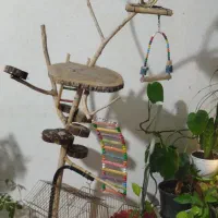 عروس هلندی نر دستی|پرنده|مشهد, شهرک مهرگان|دیوار