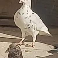 کفتر سار|پرنده|مشهد, امام رضا (ع)|دیوار