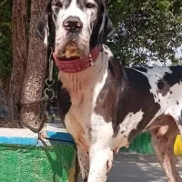 گریت دین نر ۱/۵ساله درشت|سگ|تهران, چیتگر جنوبی|دیوار