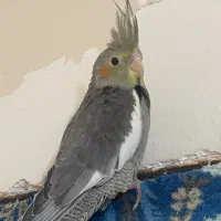 جوجه عروس هلندی