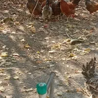 مرغ وخروس محلی|حیوانات مزرعه|نالوس, |دیوار