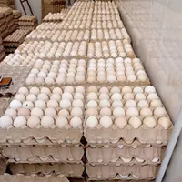 تخم مرغ محلی تک زرده ،دوزرده