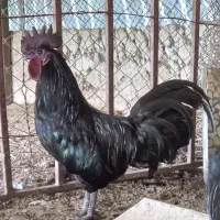 خروس سیاه نایاب،زیبایی وقدرت دریک قاب