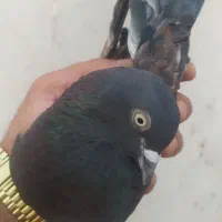 بادمجونی نر سو قدیمی