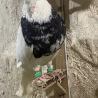 کبوترطوقی ساده کاکلی دم سفید