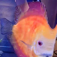 ماهی دیسکس قرمز نژاد دار اصل ۷اینچی|ماهی|کرج, عظیمیه|دیوار