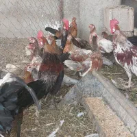 مرغ وخروس فونیکس