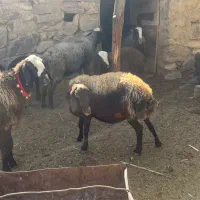 میش و بره های نژاد اصیل شال و افشار|حیوانات مزرعه|زرند, |دیوار