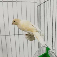 پرنده|پرنده|کوهدشت, |دیوار