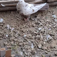 دوشاب گویوخ نر جوجه امسال|پرنده|آذرشهر, |دیوار