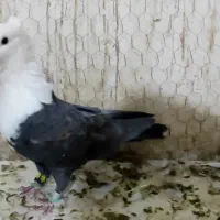 نرکله سفید|پرنده|فرح دشت, |دیوار