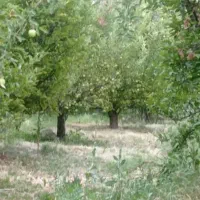 باعجه نقلی ۳۵۰ متری|فروش زمین و ملک کلنگی|نوشین شهر, |دیوار