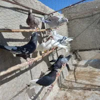 کبوتررنگی وهفترنگ|پرنده|تاکستان, |دیوار