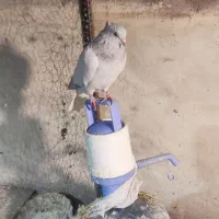 شامی دم سفید