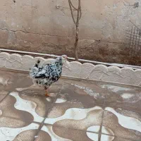 خروس گیلی ومرغ گیلی هست|حیوانات مزرعه|سرپل ذهاب, |دیوار