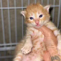 بچه گربه واگذاری