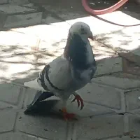 کفتر کبوتر رنگه