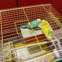 دو جفت مرغ عشق با یه جوجه قیمت ۱/۳۰۰|پرنده|دماوند, گیلاوند|دیوار