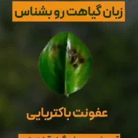 خدمات باغیانی با بهترین کیفیت|خدمات باغبانی و درختکاری|فردیس, فردیس|دیوار