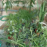 گل و گیاه طبیعی
