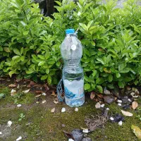 شمشاد چهار ساله پر و سرحال