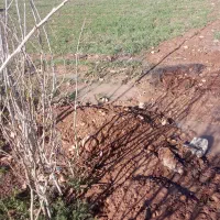 سلام دوستان کشاورز محترم.کارگر دارم ‌.