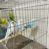 مرغ عشق|پرنده|دوگنبدان, |دیوار