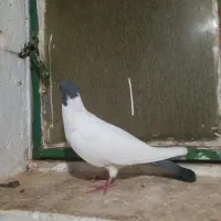 گوباش دورح|پرنده|اردبیل, |دیوار