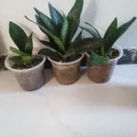 گلهای اپارتمان