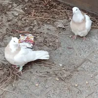 طوقی|پرنده|تربت جام, فاز ۳ فرهنگیان|دیوار