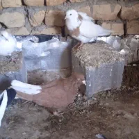 یدونه زرد دم سفید نر یدونه هم طوقی زردماده|پرنده|شراء, |دیوار