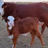 کاردامداری