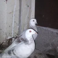 یک جفت کبوتر