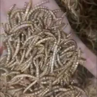 میلورم خشک مایکرو