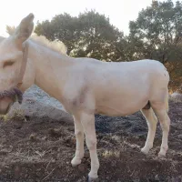 یک عدد الاغ|حیوانات مزرعه|کوه چنار, |دیوار