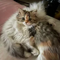 ۲ توله گربه بریتیش و مادر ( اصل )|گربه|تهران, آهنگ|دیوار